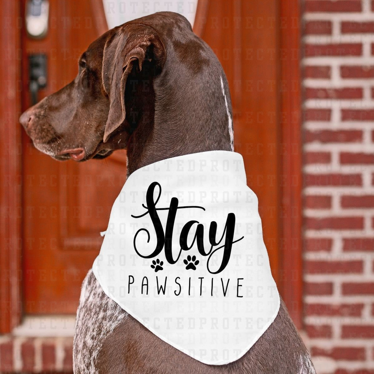 STAY PAWSITIVE *SINGLE COLOR* - DTF TRANSFER