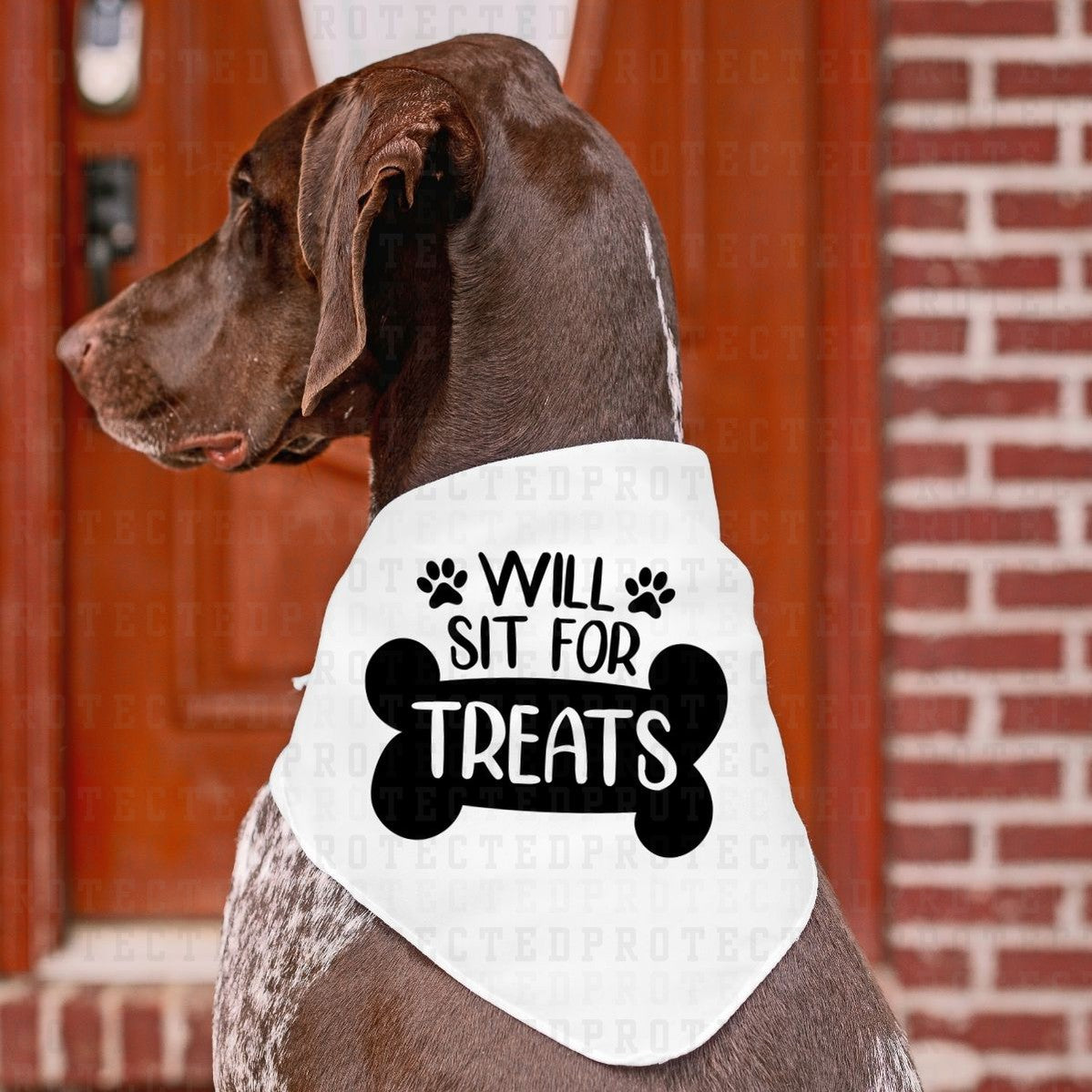 WILL SIT FOR TREATS *SINGLE COLOR* - DTF TRANSFER