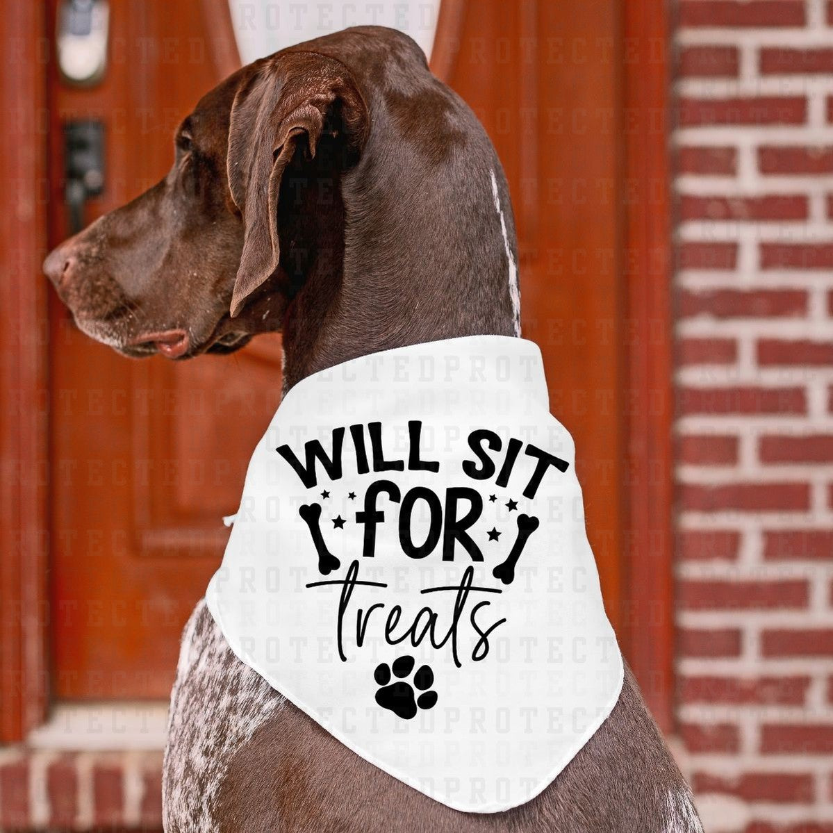 WILL SIT FOR TREATS *SINGLE COLOR* - DTF TRANSFER